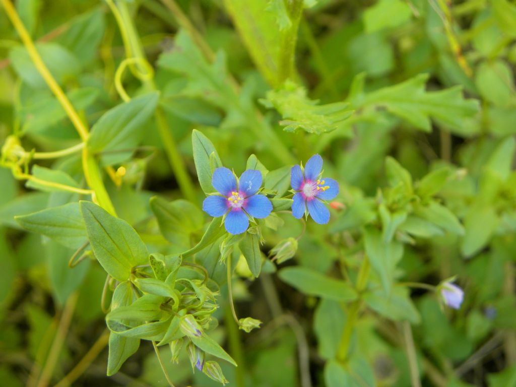 Lysimachia  (= Anagallis) arvensis  (Primulaceae)